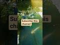 Natural Fish Tanks  Fish# River #