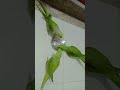 parrot sound #shortvideo #viral #youtubeshorts #ytshorts #youtube #viralvideo #shortsfeed #love