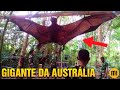 Você conhece o MORCEGO GIGANTE Australiano?