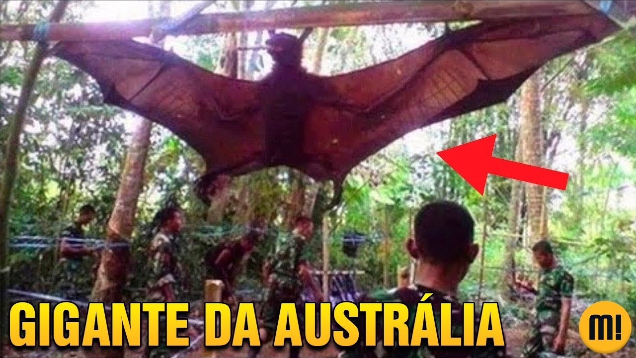 Você conhece o MORCEGO GIGANTE Australiano? - YouTube