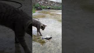 A true Fishing Master of the cat world—earning his meals through sheer skill! Fish you cat
