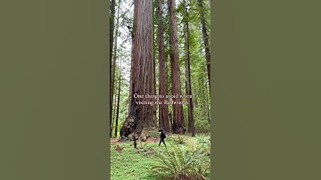 🌳 Avoid this in Redwood National Park 🤔 among the coastal sequoias in Northern California