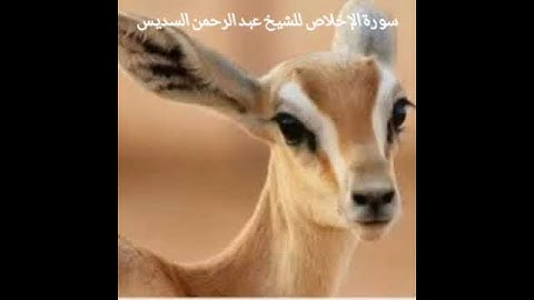 سورة الإخلاص للشيخ عبد الرحمن السديس