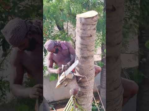 Tree#cutteraravind#toptrendingvodes#kanyakumari8248851253 Nagar Kovil
