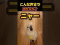 まさかの犬と猫まで完コピ