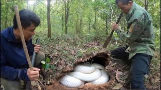 The Quest To Track Down A Colony Of Strange Snakes Nesting Beneath A Mound Of Earth In The Forest.