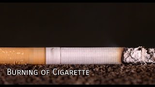 Burning of Cigarette Timelapse