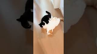 These two fight, but they're both obedient. #CatLife #Love And Hate Relationships #CatFights
