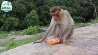 Monkey drinking cold drink like a human
