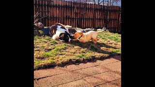 yellow lab vs springer spaniel