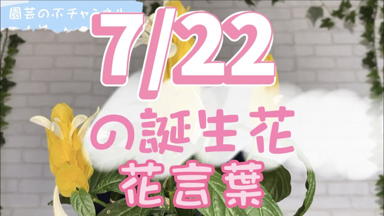7/22の誕生花と花言葉【園芸のぶチャンネル】【7月】【22日