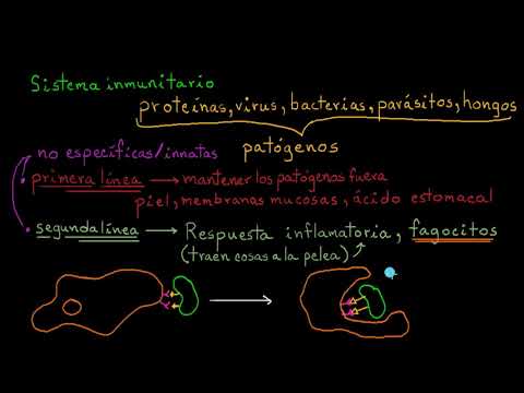 Video: ¿La fagocitosis es inmunidad innata o adaptativa?