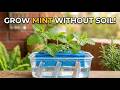 How to Grow Endless Mint Without Soil! � No Soil Hydroponic Hack