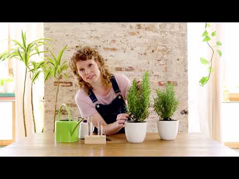 Video: Odla rosmarin inomhus: Tips för skötsel av rosmarinväxter inuti
