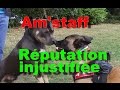 Am'staff : le chien à la réputation injustifiée