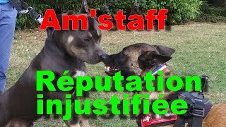 Am'staff : le chien à la réputation injustifiée