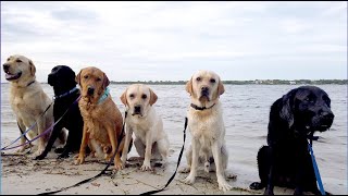 Guide Dogs Making A Splash: Senior Beach Day | Southeastern Guide Dogs