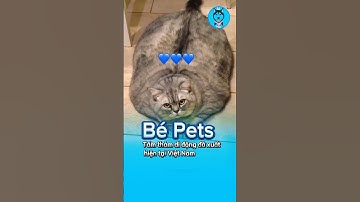 💚Tấm thảm di động đã xuất hiện tại Việt Nam #shorts #bepets