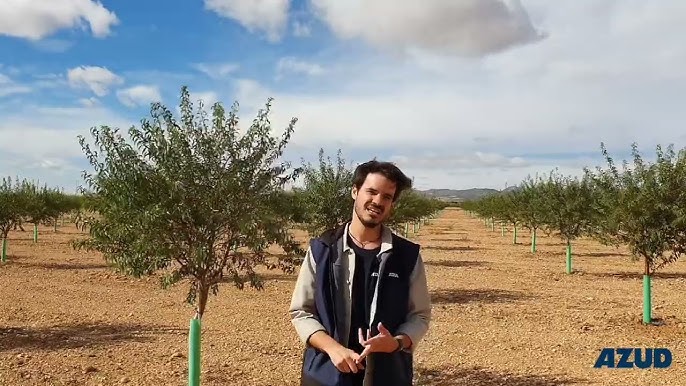 Olive tree cultivation - AZUD