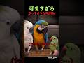 可愛すぎる末っ子オウムの逆襲wのサムネイル