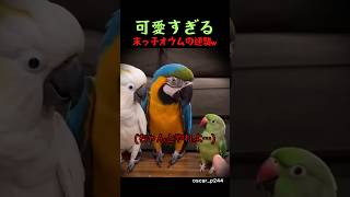 可愛すぎる末っ子オウムの逆襲w