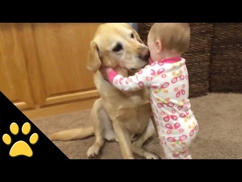 funny-video-cats-and-dogs-meeting-babies-for-the-first-time