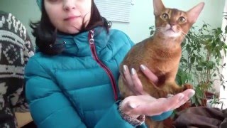 Клип №0560 - выставка кошек PCA online Клип №0560 - выставка кошек PCA online
