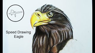 Speed Drawing: Eagle