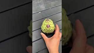 শাক্য ফলে পরিণত হওয়া