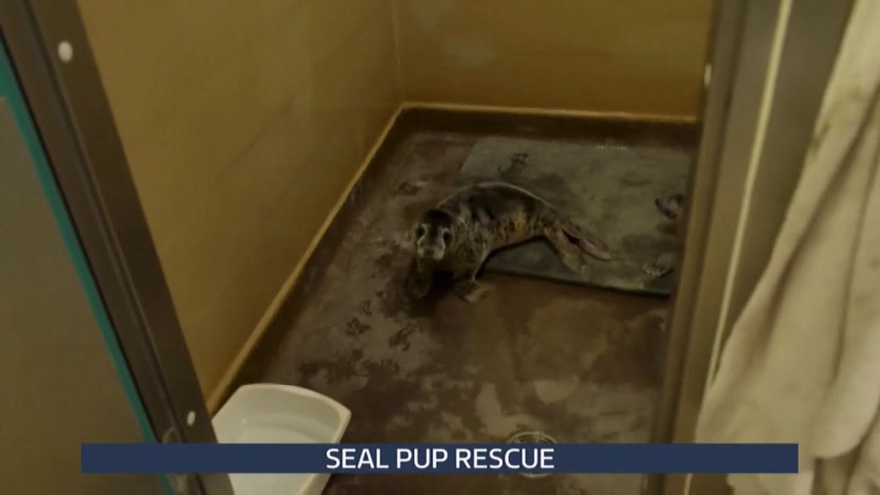 Seal pup that postman found sitting on a doorstep is named and rescued (UK) 15/Jan/2026