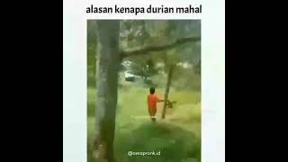 Gini amat nunggu durian jatuh #shorts #tiktok #funny