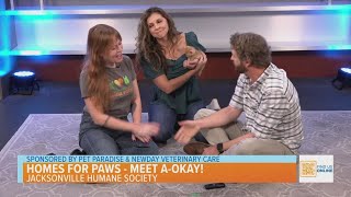 Homes for Paws with the Jacksonville Humane Society - Meet A-Okay!