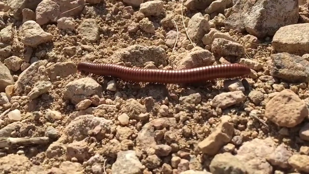 Millipede in slow motion