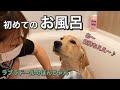 【ラブラドール#6】5ヶ月のラブラドールレトリバーのパピー、はじめてのお風呂♪ labrador retriever ぼんちゃん　まみキャンプ　大型犬　癒し