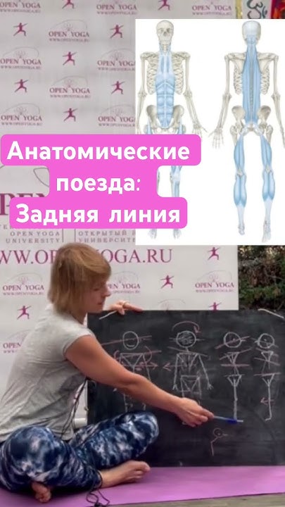 Анатомические поезда: задняя линия #анатомическиепоезда #йога # ...