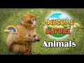 Cute Animals Videos |  Learning Nature for Babies and Kids | Kids TV