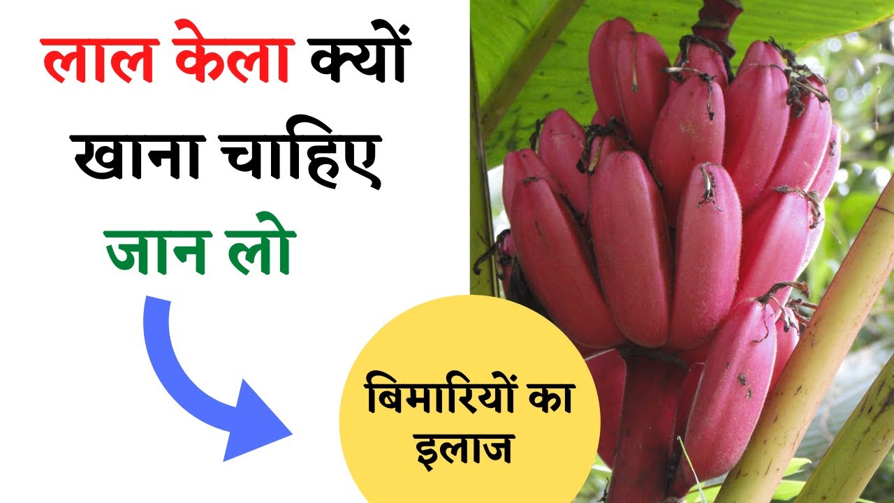 लाल केले के फायदे health benefits of red banana in hindi health