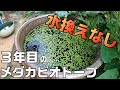 ほぼ水替えなしで3年維持しているメダカビオトープの中はどうなってる?