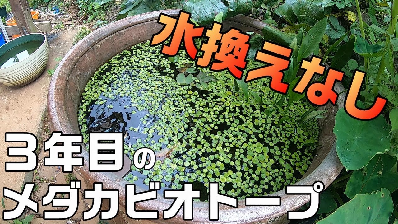 ほぼ水替えなしで３年維持しているメダカビオトープの中はどうなってる Youtube