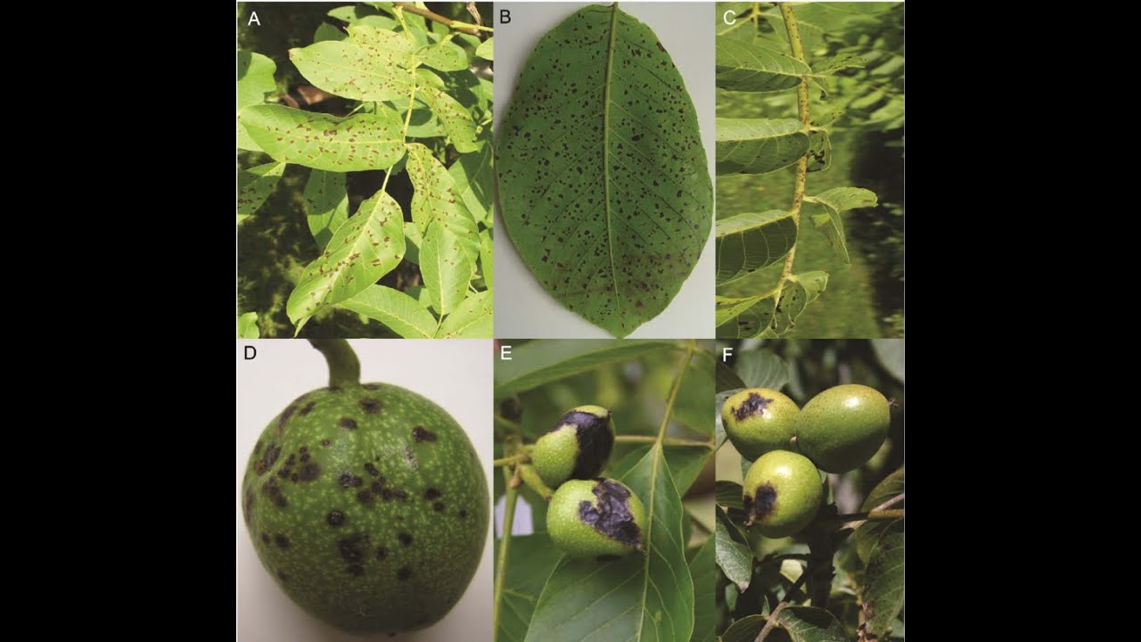 Ασθένειες της καρυδίας με τον Λάζαρο κουρουκεχαγια.