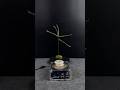 Tesla coil + plants part1