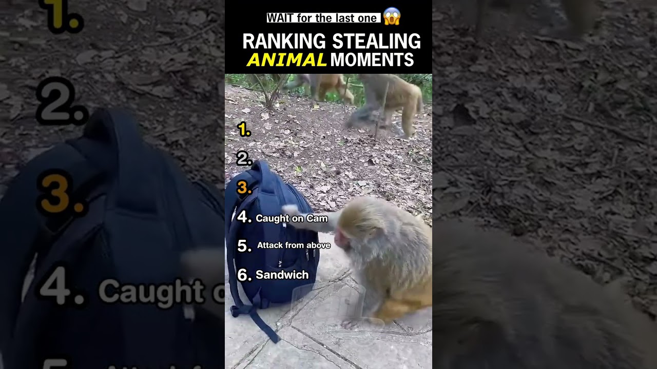 Funny animal fails😭😭😭😭 