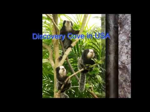 discovery cove promo code printable vouchers | discovery cove discounts in USA