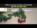 Difference between Radish and Red Radish | मूली और लाल मूली में अंतर |  Mooli | Everyday Life