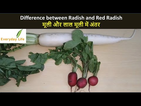Difference between Radish and Red Radish | मूली और लाल मूली में अंतर |  Mooli | Everyday Life #131