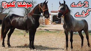 Mushka Ghora For Sale | Nila Sawa Ghora | Horse For Sale In Pakistan