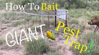How I Set/Bait my Uncle’s 20 Year Old Hog Traps! (How To Trap Wild Pigs) by Longshores Outdoors 771 views 6 months ago 8 minutes, 26 seconds