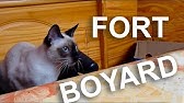 Cache Cache Parole De Chat Youtube