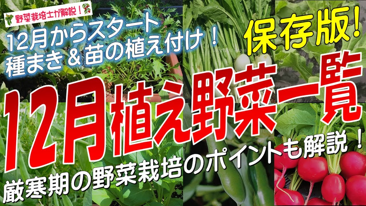 12 月 植える 野菜