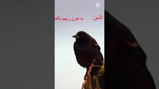واصبر نفسك مع الذين/ الشيخ فارس عباد screenshot 1